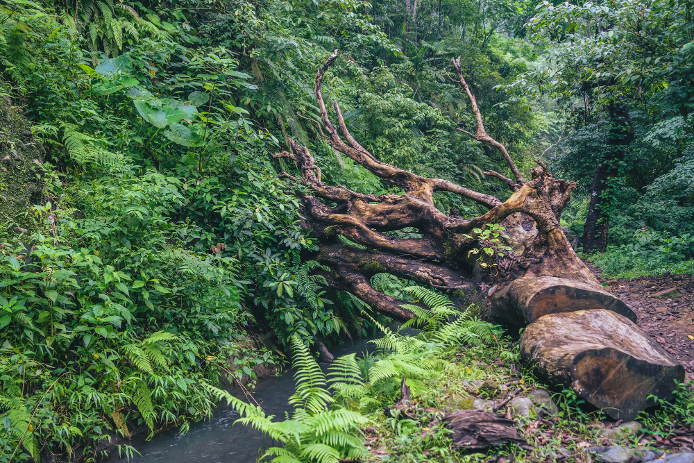 7 Jenis Pohon yang Paling Ampuh Mencegah Banjir dan Longsor